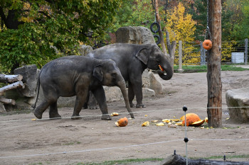 Zájem o krmení zvířat v pražské Zoo dýněmi nebo pochoutkami uvnitř dyní